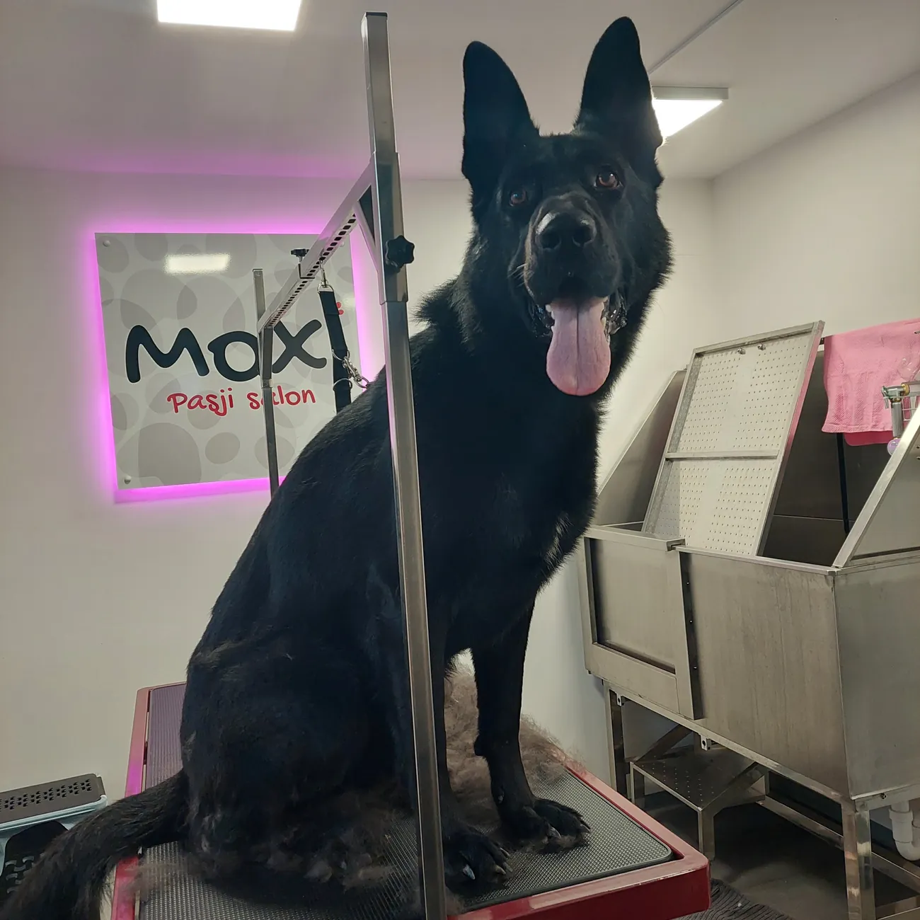 Stranka Pasjega salona Moxi po negi