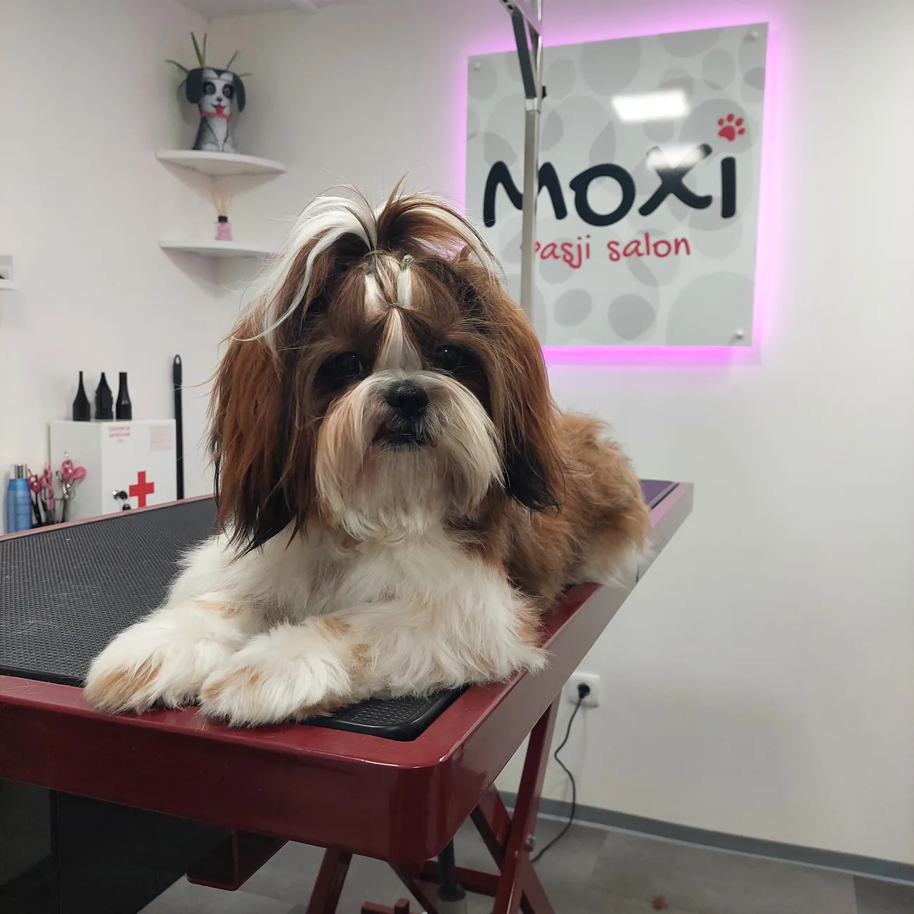 Stranka Pasjega salona Moxi po negi