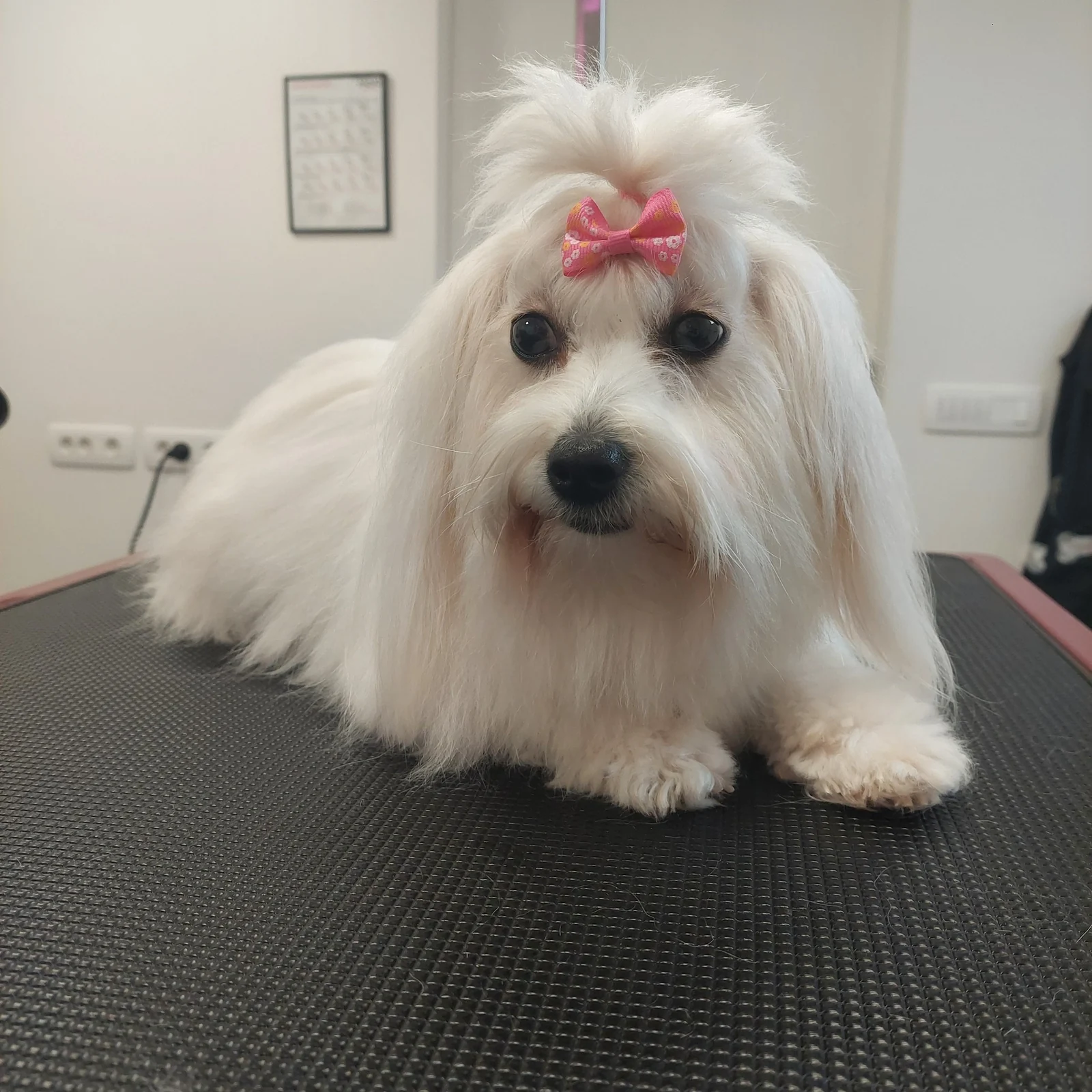 Beli kuža po negi v Pasjem salonu Moxi